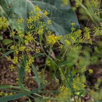 Sickle-leaved Hares Ear (Bupleurum falcatum) seeds