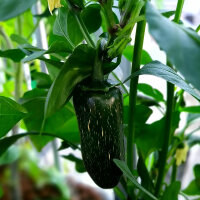 Chili Pepper Nadapeño  (Capsicum anuum) organic