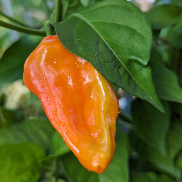 Chilli Pepper NuMex Suave Orange (Capsicum chinense) seeds