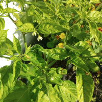 Chilli Pepper NuMex Suave Orange (Capsicum chinense)