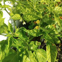 Chilli Pepper NuMex Suave Orange (Capsicum chinense) seeds