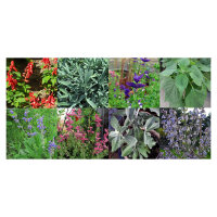 Sage Varieties - Seed kit