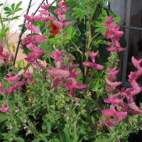 Sage Varieties - Seed kit