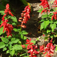 Sage Varieties - Seed kit