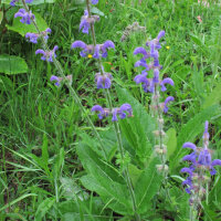 Sage Varieties - Seed kit