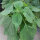 Sage Varieties - Seed kit