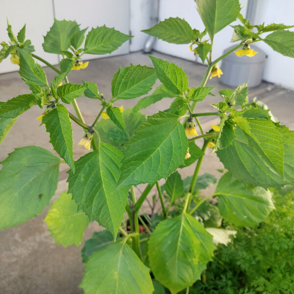 Tomatillo 'Purple' (Physalis ixocarpa) Organic seeds