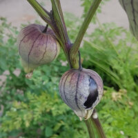 Tomatillo Purple (Physalis ixocarpa) Organic seeds