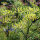 Green Summer Flowers