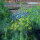 Green Summer Flowers