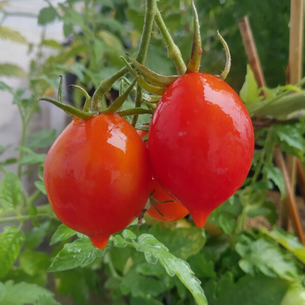 Tomato Piennolo del Vesuvio (Solanum lycopersicum) seeds
