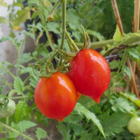 Tomato Piennolo del Vesuvio (Solanum lycopersicum) seeds