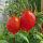 Tomato Piennolo del Vesuvio (Solanum lycopersicum) seeds