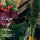 Vegetables for Raised Beds - 10 open pollinated varieties - easy & high-yielding - Beginner seed kit
