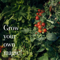 Tomatoes & Friends - 10 open pollinated Tomato & Herb varieties - colourful & delicious - Beginner seed kit