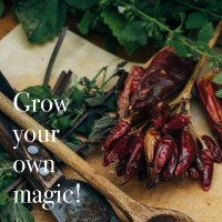 Chillis & Friends - 10 open pollinated Chilli & Herb varieties - exotic & fiery - Beginner seed kit