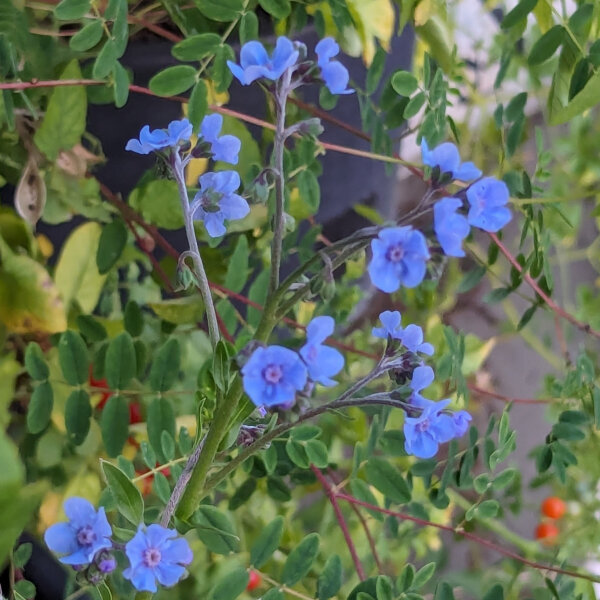 Chinese Forget Me Not (Cynoglossum amabile) seeds