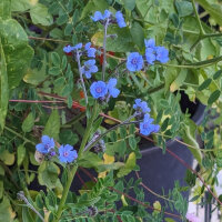 Chinese Forget Me Not (Cynoglossum amabile) seeds