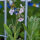 Chinese Forget Me Not (Cynoglossum amabile) seeds
