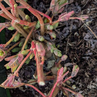 Cushion Spurge (Euphorbia epithymoides syn. polychroma) seeds