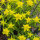 Cushion Spurge (Euphorbia epithymoides syn. polychroma) seeds