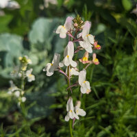 Annual Toadflax (Linaria maroccana) seeds