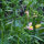 Annual Toadflax (Linaria maroccana) seeds