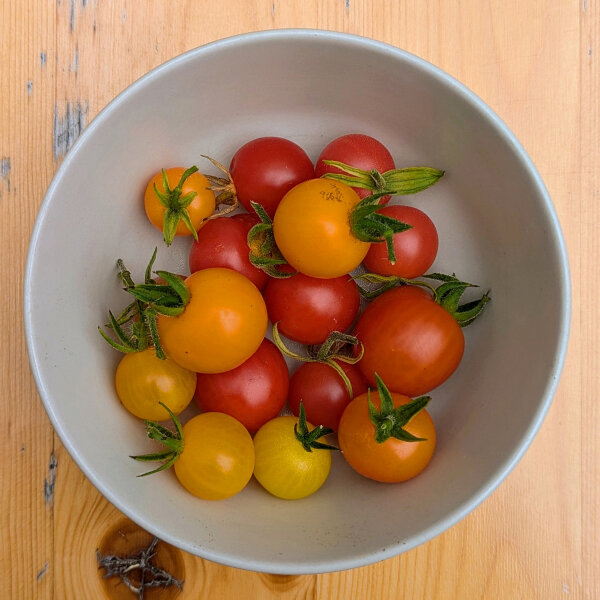 Wild Tomato Selection  (Solanum pimpinellifolium) seeds