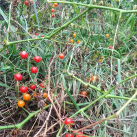 Wild Tomato Selection  (Solanum pimpinellifolium)