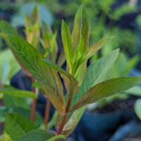 Purple Loosestrife  (Lythrum salicaria) seeds