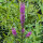 Purple Loosestrife  (Lythrum salicaria) seeds