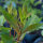 Purple Loosestrife  (Lythrum salicaria) seeds