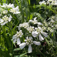 White Laceflower (Orlaya grandiflora) seeds