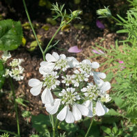 White Laceflower (Orlaya grandiflora) seeds