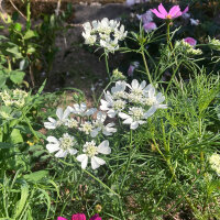 White Laceflower (Orlaya grandiflora) seeds