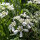White Laceflower (Orlaya grandiflora) seeds