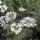 White Laceflower (Orlaya grandiflora) seeds