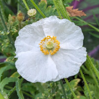 Shirley Poppy Mix (Papaver rhoeas) seeds
