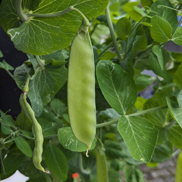 Pea Corne de Belier (Pisum sativum) seeds