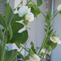 Pea Corne de Belier (Pisum sativum) seeds