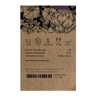 Pea Corne de Belier (Pisum sativum) seeds