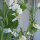 Pea Corne de Belier (Pisum sativum) seeds