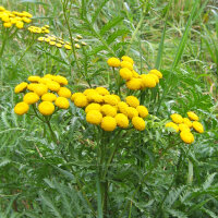 Common Tansy (Tanacetum vulgare) seeds