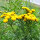Common Tansy (Tanacetum vulgare) seeds