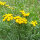 Common Tansy (Tanacetum vulgare) seeds