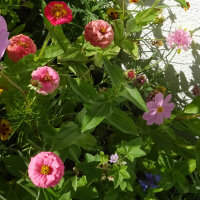 Pink Summer Flowers
