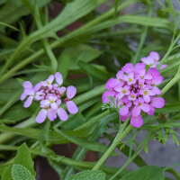 Pink Summer Flowers