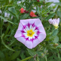 Red Summer Flowers