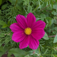 Red Summer Flowers