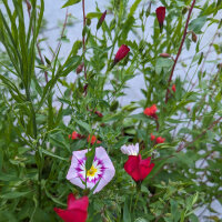 Red Summer Flowers